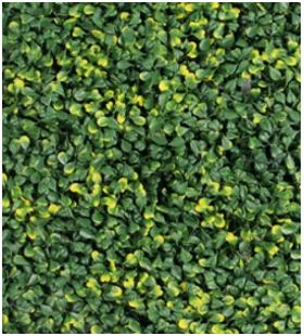 MURO VERDE BUXUS LEMON 100x100 1.0 M2 (MV-BUXLEM) GANTE