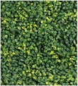 MURO VERDE BUXUS LEMON 100x100 1.0 M2 (MV-BUXLEM) GANTE