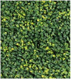 MURO VERDE BUXUS LEMON 100x100 1.0 M2 (MV-BUXLEM) GANTE