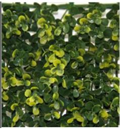 MURO VERDE FICUS LEMON 100x100 1.0 M2 (MV-FICULEM) GANTE